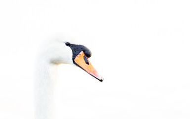 Portrait of a swan in the morning fog.