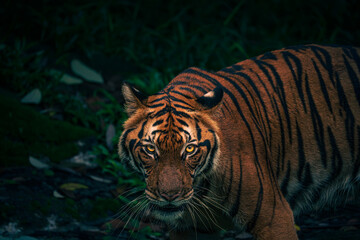 Portrait of a Malayan tiger