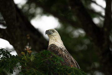 Portrait of White-bellied sea eagle