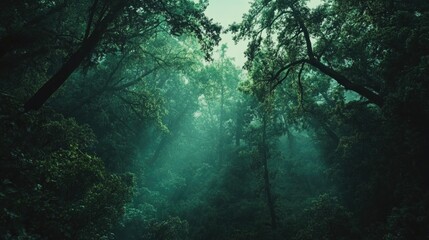 Fototapeta premium A lush, misty forest path with dappled sunlight filtering through the dense trees.
