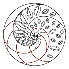 Obraz premium Fibonacci Sequence Spiral Art: Golden Ratio Illustration with Nautilus Shell Pattern, Mathematical Design in Black and White