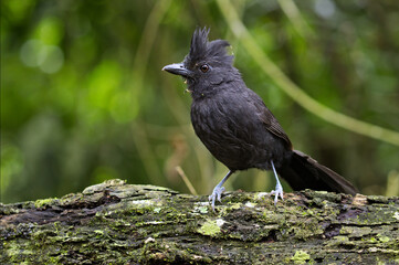 Male Tufted Antshrike on a trunk in the Atlantic rain-forest in Brazil.