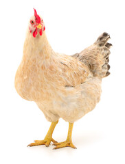 Brown hen isolated.