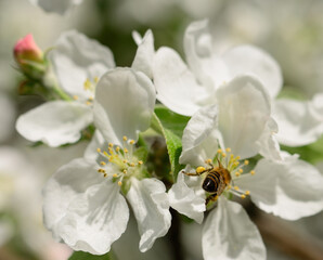 Honeybee and white flowers