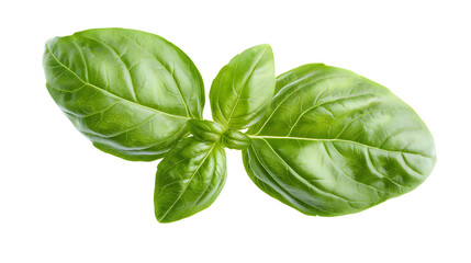 Obraz premium basil leaves isolated on white