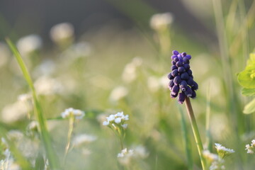 fiore di muscari in primavera