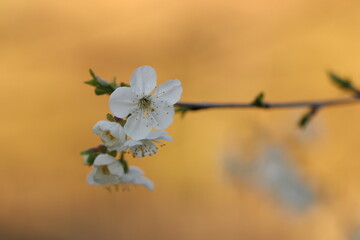 fiori di ciliegio in primavera