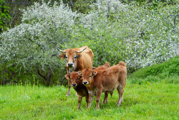 Cows with calves graze on a green field against the backdrop of spring flowering trees