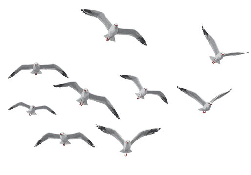 Isolated Group of Seagulls Flying Against White