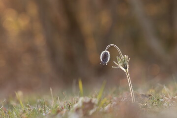fiori di anemone pulsatilla in primavera