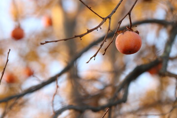 albero di caco in autunno con frutti