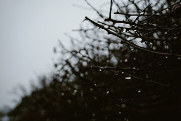 Close up of branches against the sky
