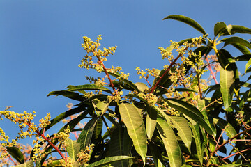 Obraz premium n blue sky Kesar Mango flower, Close Up view of glowing mango flowers hanging in a tree with green leaves in the background. The mango bouquet or mango flower is blooming fully on the mango trees.