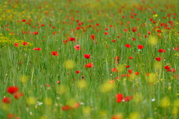 Spring green field with red poppies
