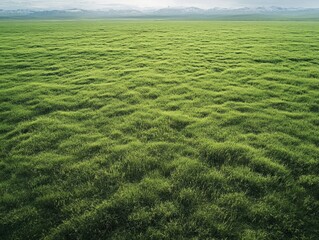 Wide-angle photograph of green wheat field, showing the full breadth of a vast agricultural area.