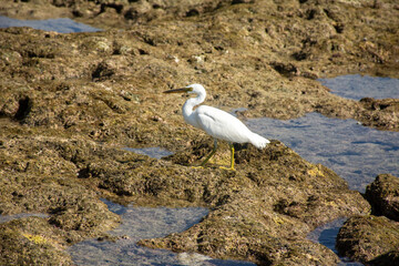 White Egret on Rocky Shoreline