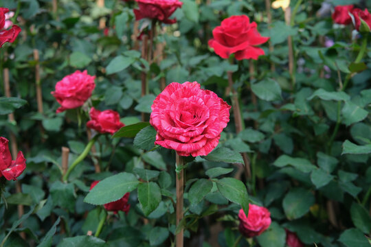 Close up of Beautiful red roses in rose garden