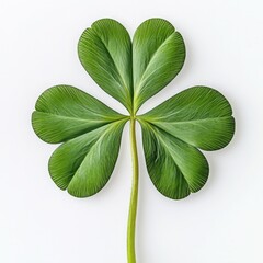 Ultra realistic shamrock clover isolated top or side view white background