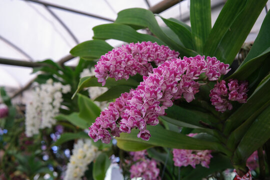 Close up of magenta and white rhynchostylis gigantea orchid flower in Thailand