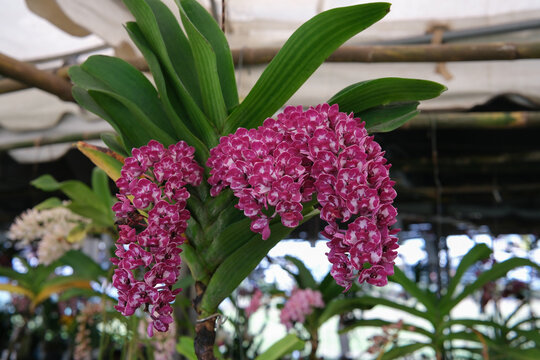 Close up of magenta and white rhynchostylis gigantea orchid flower in Thailand