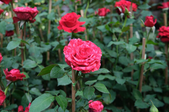 Close up of Beautiful red roses in rose garden
