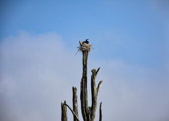 Bird Nesting on Top of a Dead Tree