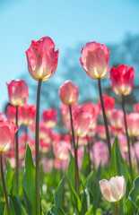 日本の大阪にある万博記念公園に咲くチューリップ
