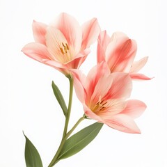 Obraz premium Spring Flowers on White Background