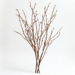Willow Branches on White Background