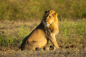 Male lion with catchlight sits among bushes