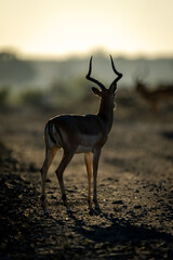 Male impala stands facing away from camera