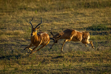 Male impala sprints butting another with horns