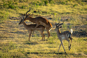 Male impala runs towards two others mating