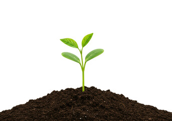 Isolated Young Plant Sprouting from Dark Soil
