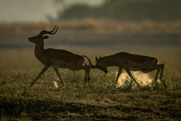 Male impala runs butting another with horns