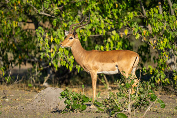 Male impala stands in profile near bushes