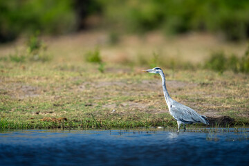 Grey heron in profile in shallow river
