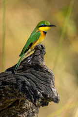 Little bee-eater with catchlight on twisted stump