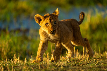 Lion cub with catchlights walks along riverbank