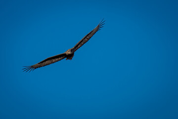 Juvenile bateleur glides through clear blue sky