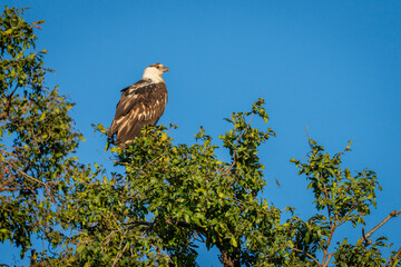 Juvenile African fish eagle on leafy treetop