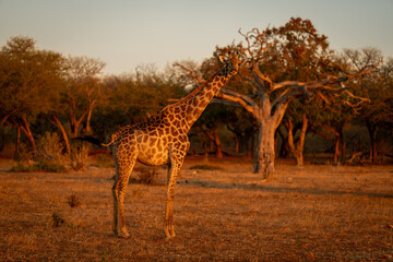Female southern giraffe stands turning toward camera
