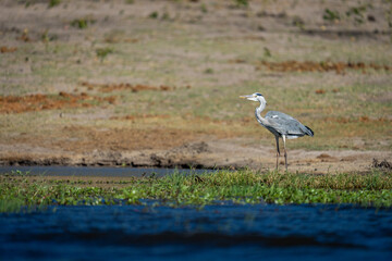 Grey heron on riverbank in bright sunshine