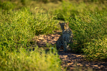 Female leopard with catchlight sits in bushes