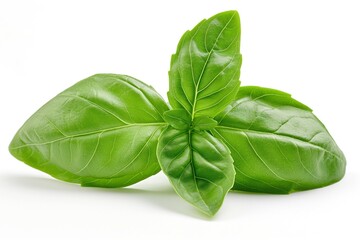 Fototapeta premium Fresh basil leaves arranged elegantly against a white background.