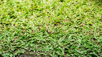 close up of Sunlit Green Grass with Fallen Leaves in a Garden