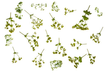 Alchemilla mollis  - .common name Lady's Mantle.  photographed from the top down,, with stems and leaves. Isolated, PNG file.
