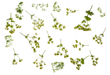 Alchemilla mollis  - .common name Lady's Mantle.  photographed from the top down,, with stems and leaves. Isolated, PNG file.
