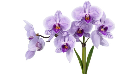 Zygopetalum Orchid flowers