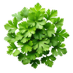 Fresh, bright green cilantro leaves create a vibrant and healthy culinary herb backdrop. Isolated on a transparent background, PNG.
